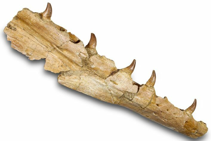 Mosasaur (Eremiasaurus) Jaw with Five Teeth - Morocco #259673